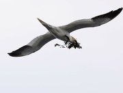 14th Jun 2024 - Male Northern Gannet carrying seaweed for its nest.
