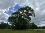 14th Jun 2024 - Tree and Clouds