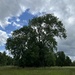 Tree and Clouds by mattjcuk