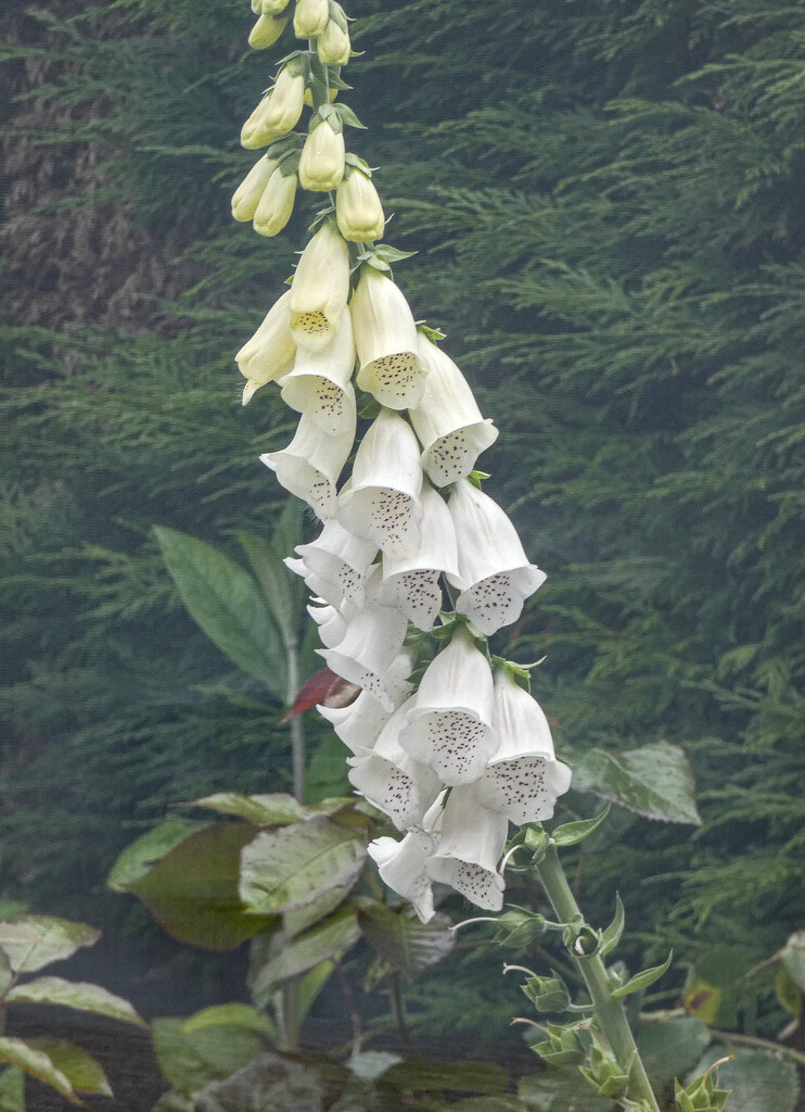Foxglove by mumswaby