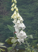 3rd May 2024 - Foxglove