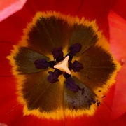 14th Jun 2024 - tulip