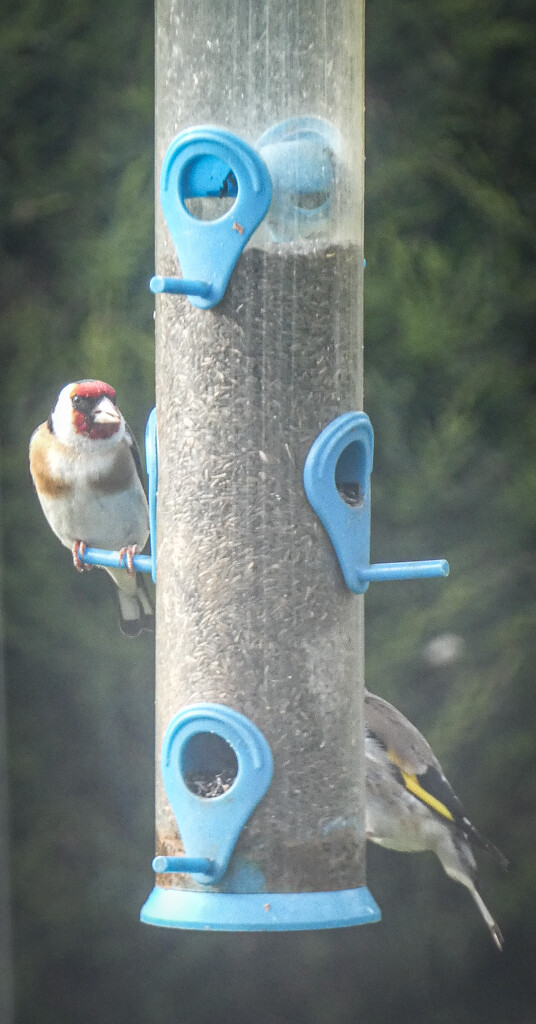 Goldfinches feeding by mumswaby