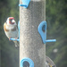 Goldfinches feeding by mumswaby