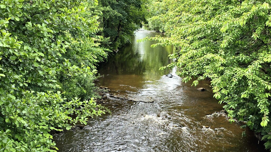 166/366 - River Loxley, Sheffield, UK  by isaacsnek