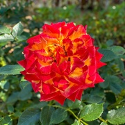 14th Jun 2024 - Sunset Rose