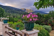 14th Jun 2024 - Petunias