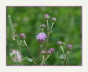 14th Jun 2024 - Canada Thistle Flowers