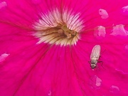 14th Jun 2024 - Day 166/366. Insect on a primrose.