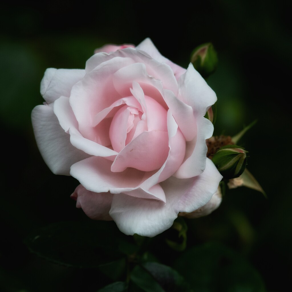 Rose by anncooke76