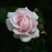 14th Jun 2024 - Rose