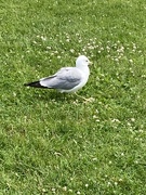 14th Jun 2024 - Gull