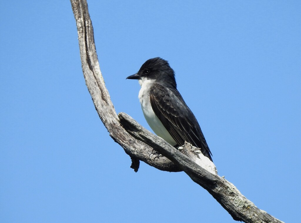 Eastern Kingbird by sunnygreenwood