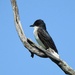 Eastern Kingbird by sunnygreenwood