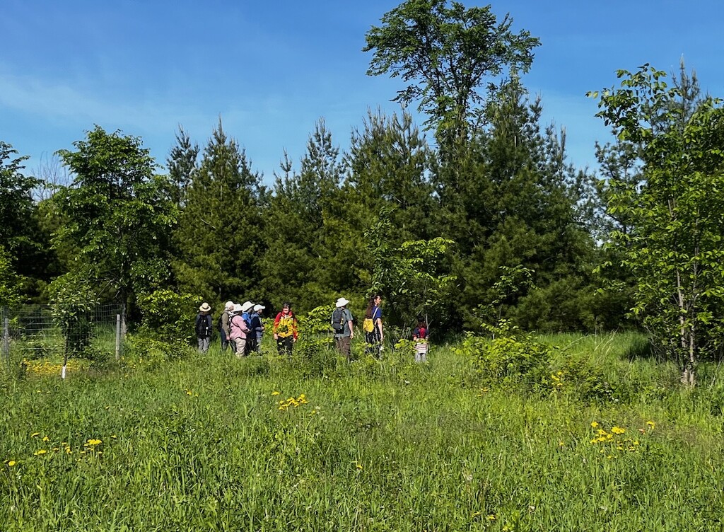 Looking for Meadowlarks and Bobolinks by sunnygreenwood