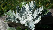 14th Jun 2024 - Dusty Miller