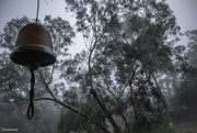 15th Jun 2024 - Home among the gum trees