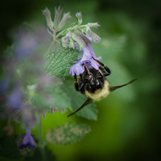 14th Jun 2024 - Tongue in flower, not cheek