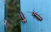 13th Jun 2024 - Lightning Bugs on a Bench