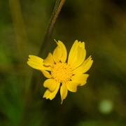 12th Jun 2024 - 6 12 Desert Marigold