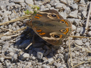 14th Jun 2024 - buckeye butterfly