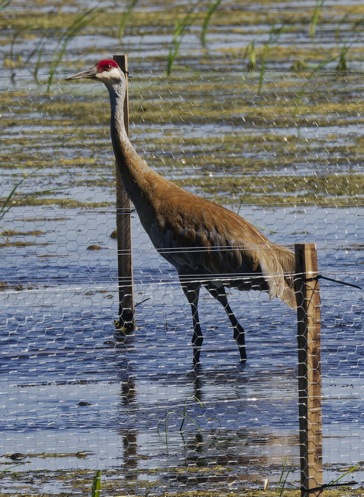 sanddhill crane by rminer
