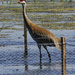 sanddhill crane by rminer