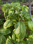 10th Jun 2024 - Blooming Basil