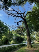 11th Jun 2024 - I'm sad about this tree down the street