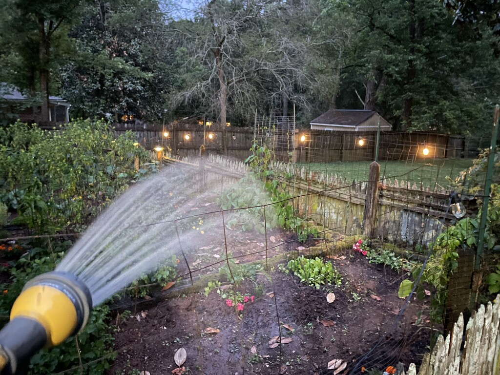 Watering at dusk and the lights came on by margonaut