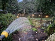 12th Jun 2024 - Watering at dusk and the lights came on