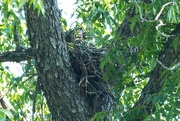 14th Jun 2024 - baby red shoulder hawk