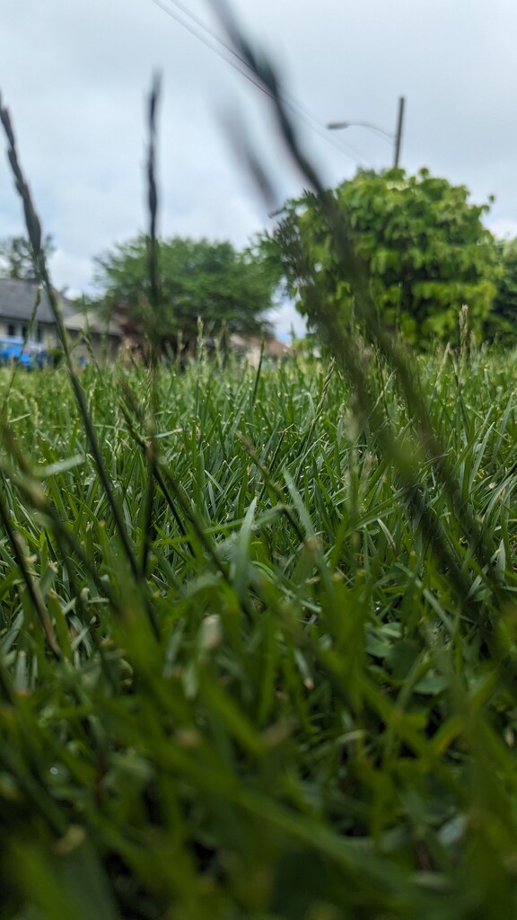 Cut the Grass by photogypsy