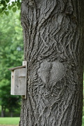 11th Jun 2024 - The Love Tree