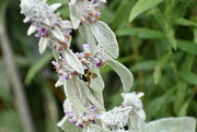 12th Jun 2024 - Buzzing In the Lamb's Ear