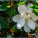 Magnolia Tree by hjbenson