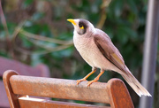 15th Jun 2024 - Noisy Miner