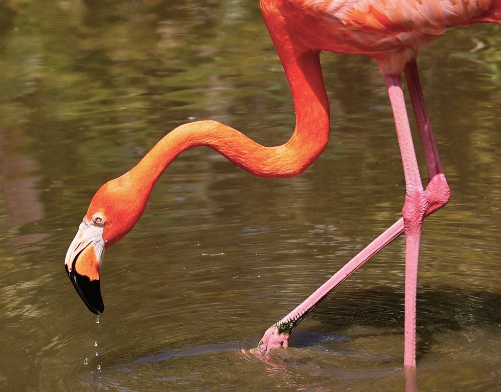 Happy Flamingo Friday by lynnz