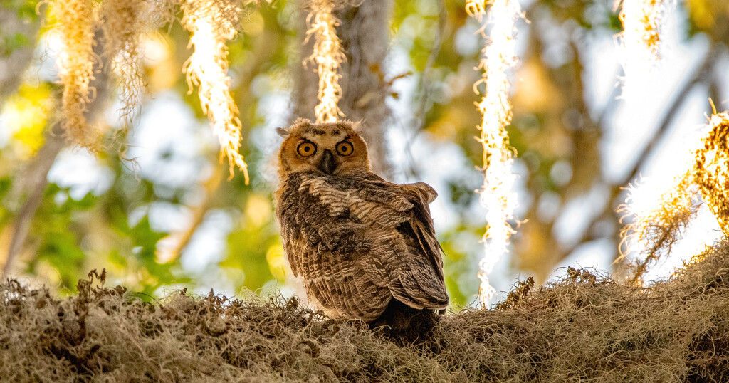 The Great Horned Owl Teenager! by rickster549