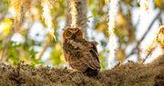 14th Jun 2024 - The Great Horned Owl Teenager!