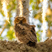 The Great Horned Owl Teenager!