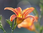 13th Jun 2024 - Daylily