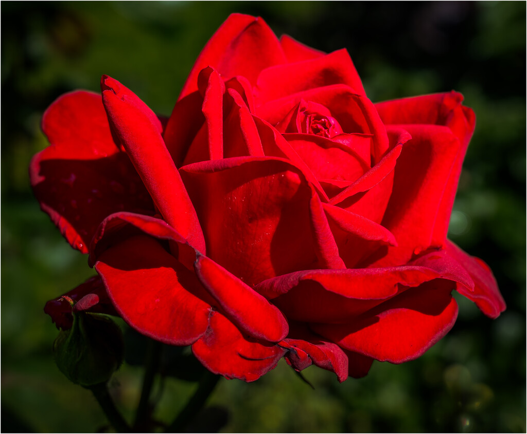 Rose in my garden by clifford