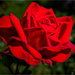 Rose in my garden by clifford
