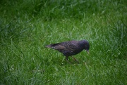 13th Jun 2024 - Starling