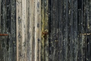 14th Jun 2024 - Barn Door