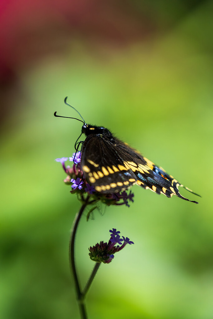 Black Swallowtail by kvphoto