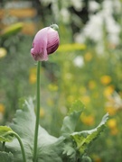 15th Jun 2024 - Shy poppy bud