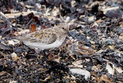 11th Jun 2024 - SANDERLING 