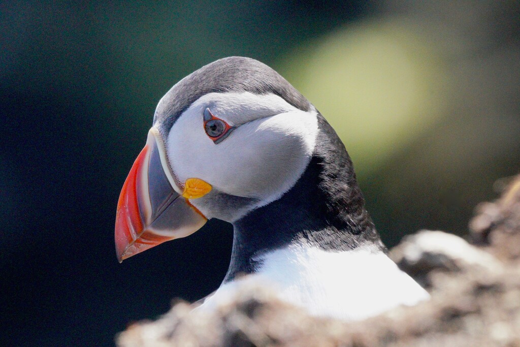PUFFIN PORTRAIT  by markp